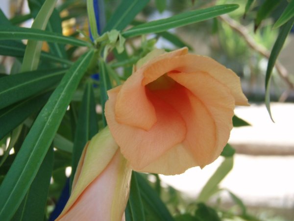 Желтые цветы в Египте