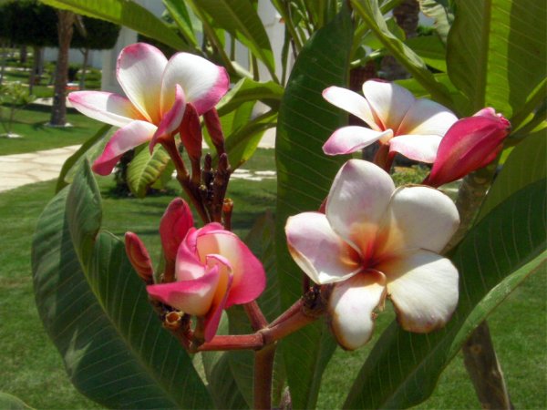 Древний Египет фрески Лотос