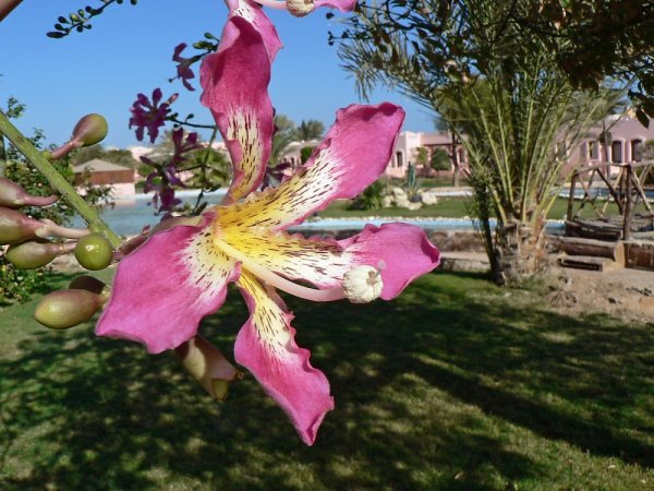 Древнеегипетский Лотос рельеф