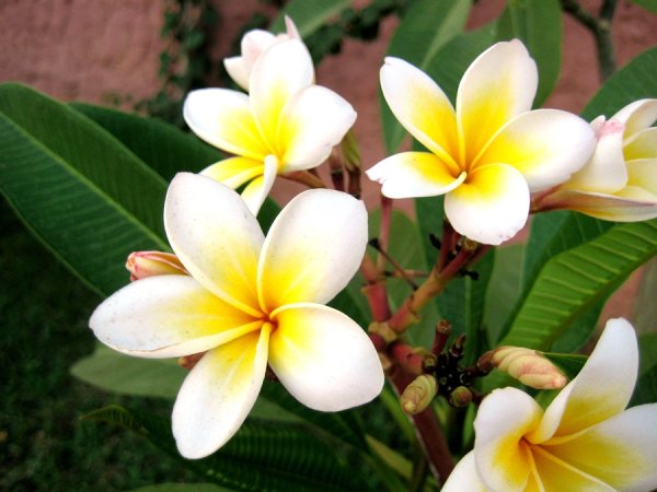 Лотос Египет Папирус