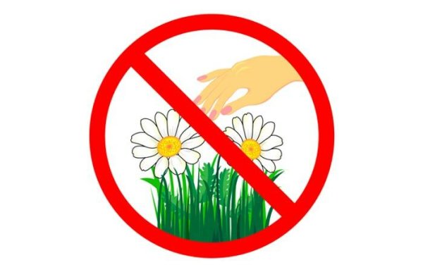 Не рви цветы