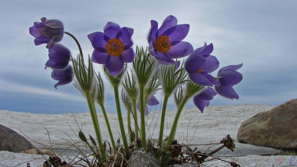 Байкальский Подснежник прострел