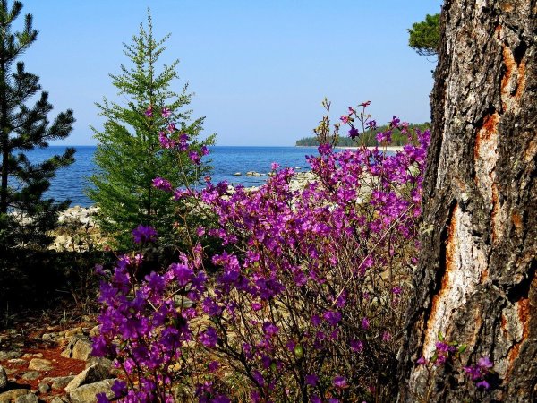 Багульник Баргузинский заповедник