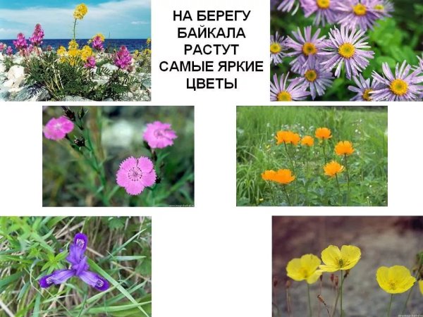 Растительный мир Прибайкалья