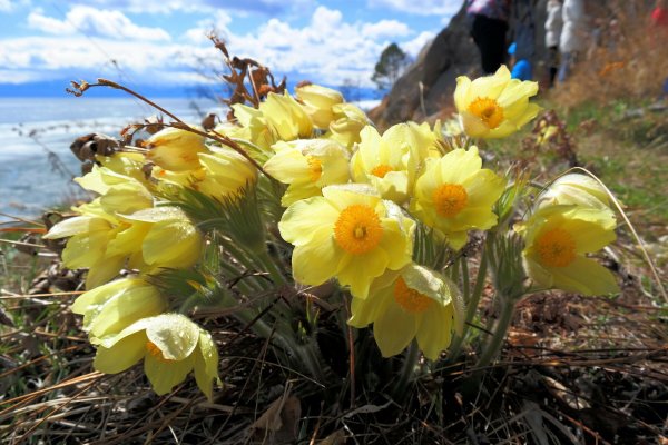 Байкальские эндемики растения