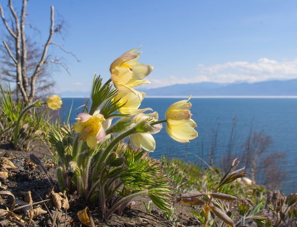 Подснежники на Байкале