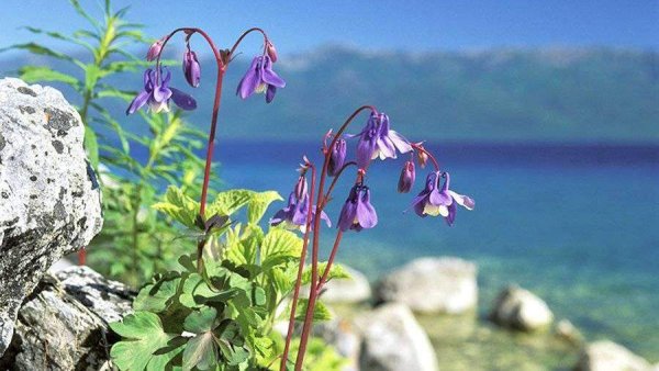 Растения эндемики озера Байкал