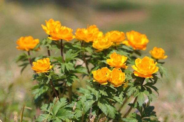 Растения баргузинского заповедника купальница