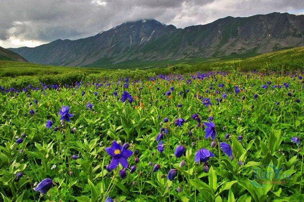 Байкальский заповедник субальпийские Луга