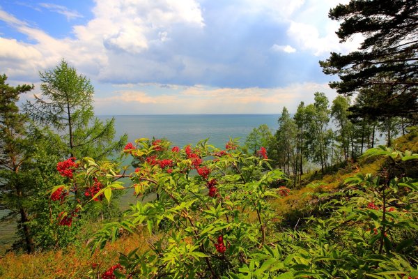 Флора озера Байкал