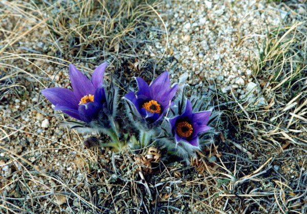 Растения эндемики озера Байкал