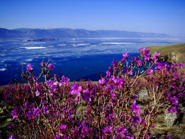 Рододендрон багульник Байкал