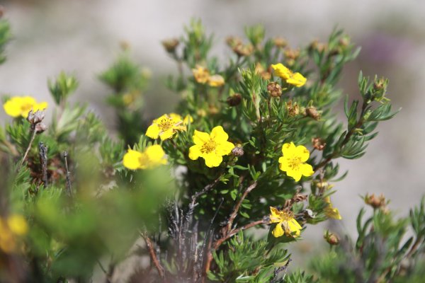 Цветы Прибайкалья