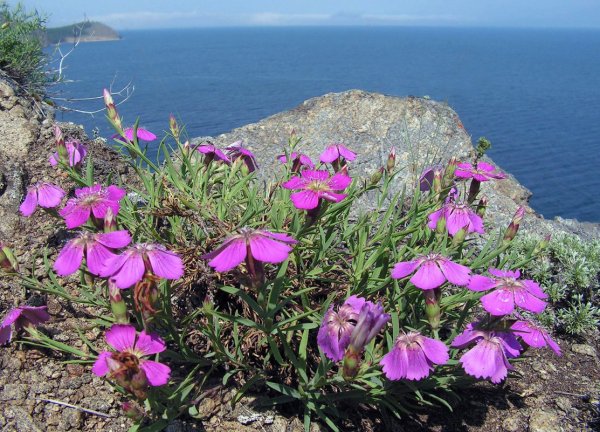 Рододендрон Даурский эндемик Байкала