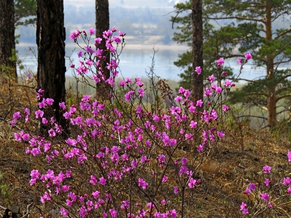 Даурский рододендрон – багульник Байкал
