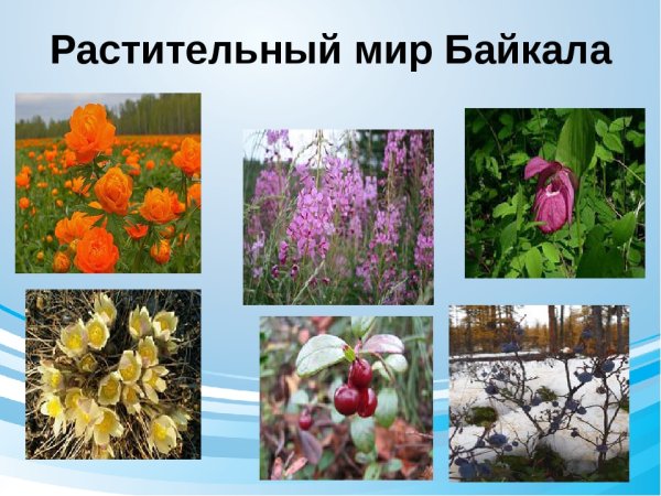 Растительный мир Байкала