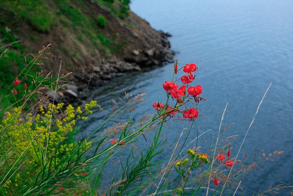 Озеро Байкал цветет саранка