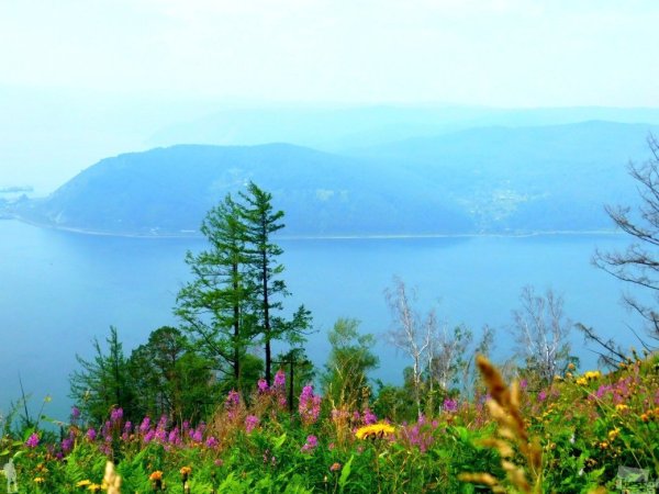 Флора озера Байкал