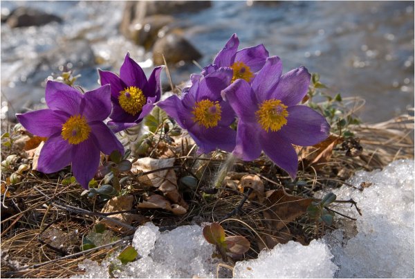 Подснежники на Байкале