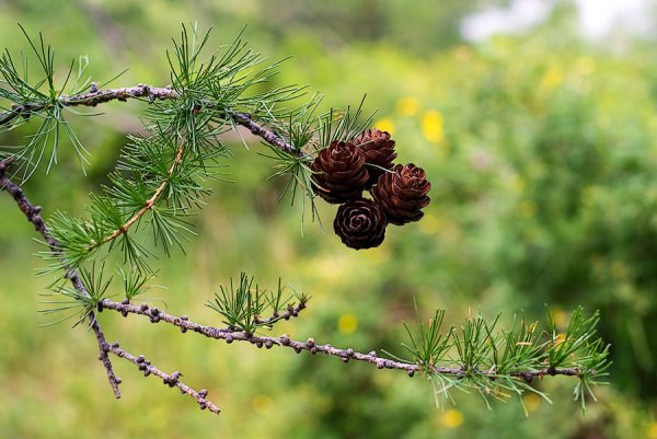 Копеечник зундукский Байкал