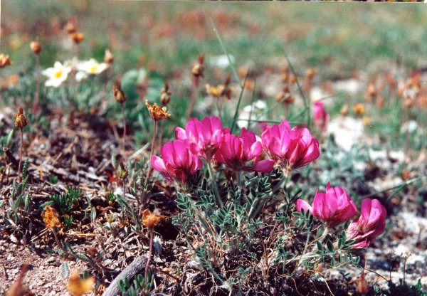 Растительность Прибайкалья