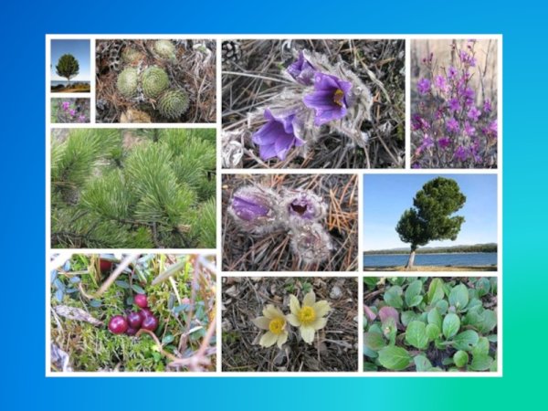 Растения Байкала кедр