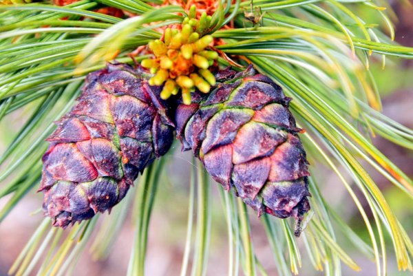 Таҥара кийиитэ сибэкки