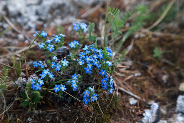 Эндемики Байкала растения