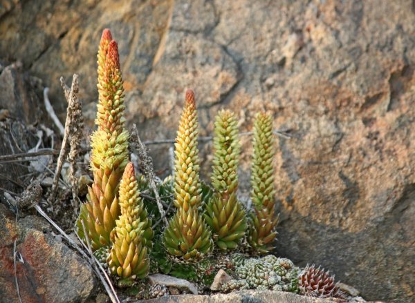 Цветы Прибайкалья