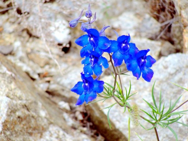 Растительность озера Байкал