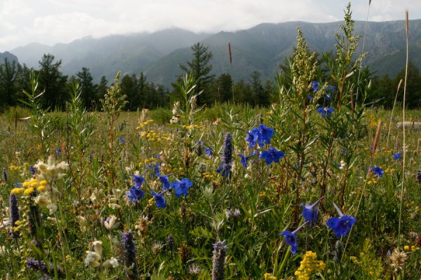 Иван чай горный Алтай