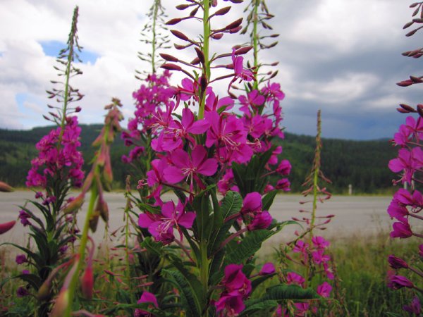 Растительный мир Прибайкалья