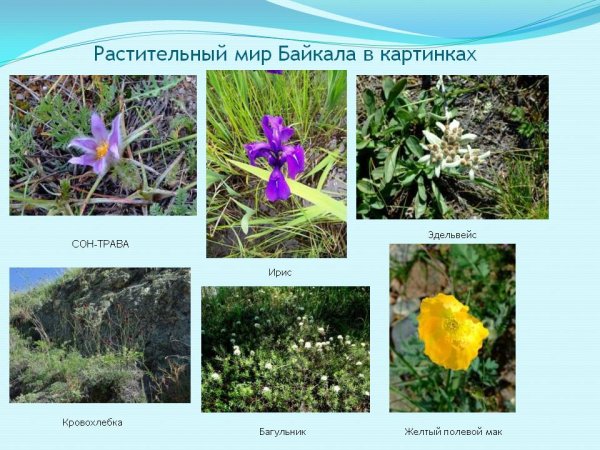 Байкало-Ленский заповедник Флора