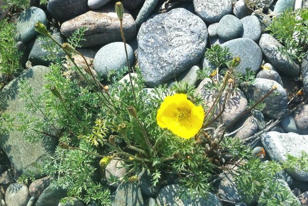 Эндемики Байкала растения