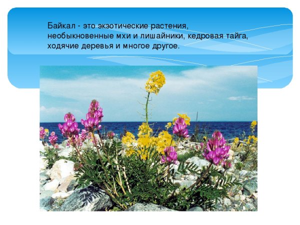 Ергаки цветут жарки