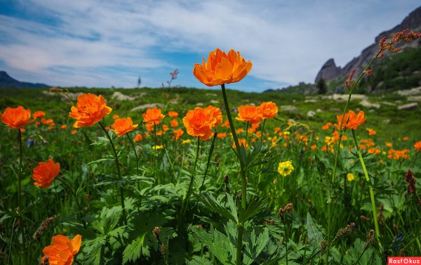 Байкальский Мак желтый