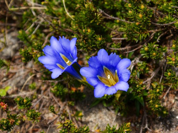 Байкал багульник цветет