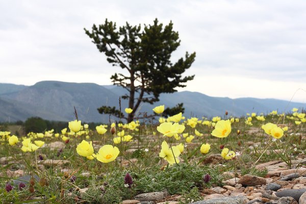 Рододендрон Даурский