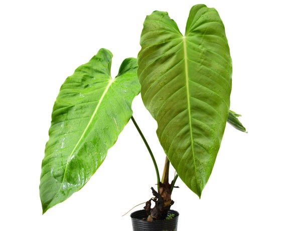 Филодендрон Лиана