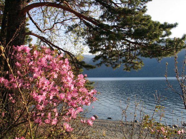 Багульник эндемик Байкала