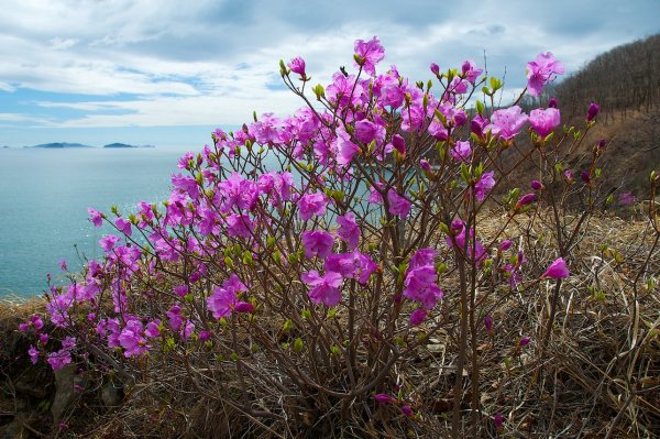 Флора Байкала эндемики