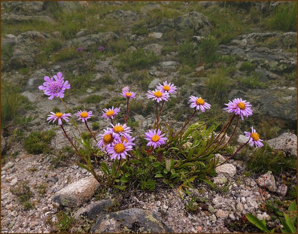 Сибирская купальница жарки
