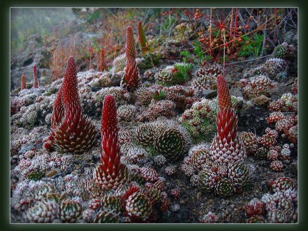 Растительный мир Байкала