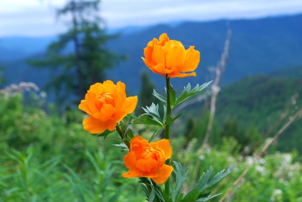 Рододендрон Даурский эндемик Байкала