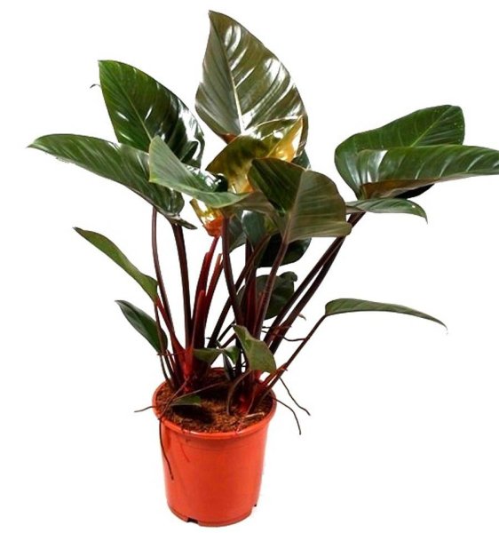 Филодендрон Империал