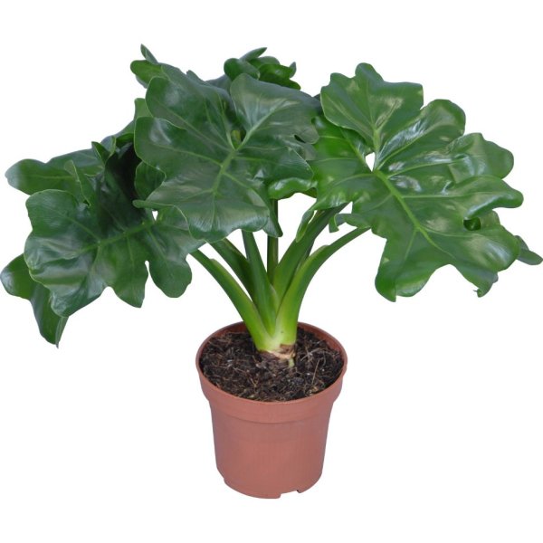 Филодендрон Селло атом