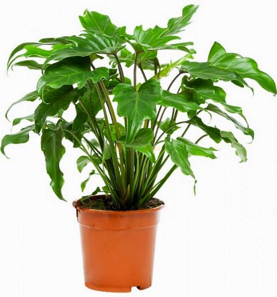 Филодендрон Xanadu