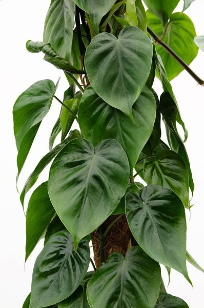 Филодендрон Лиана