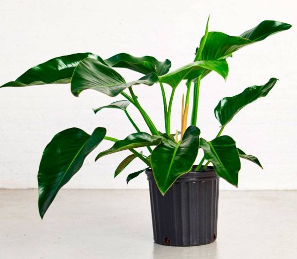 Филодендрон (Philodendron).
