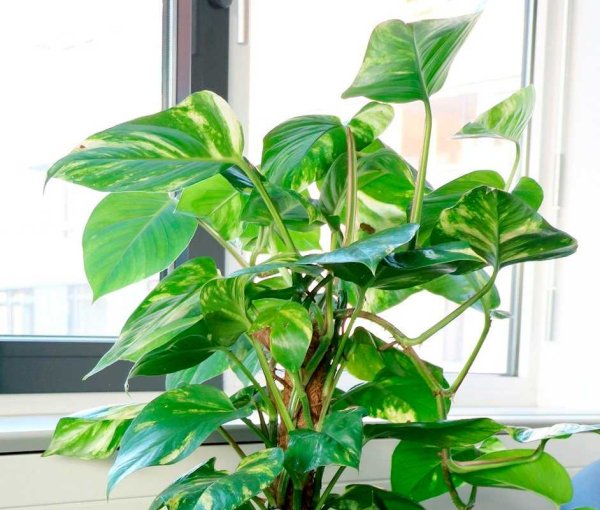 Филодендрон дольчатый лианы